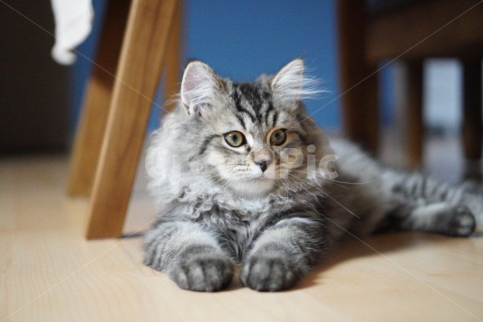 고양이,어린고양이,귀여운고양이,페르시안고양이,냥이,야옹이,반려묘,cat,cutecat,동물,animal,포유류,mammal,고양이,cat,kitten,kitty