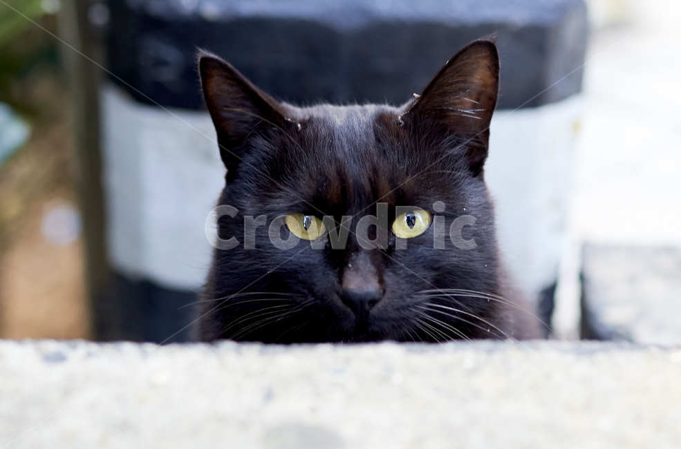 길고양이,고양이,길냥이,까만고양이,흑고양이,동물,animal,포유류,mammal,고양이,cat,kitten,kitty