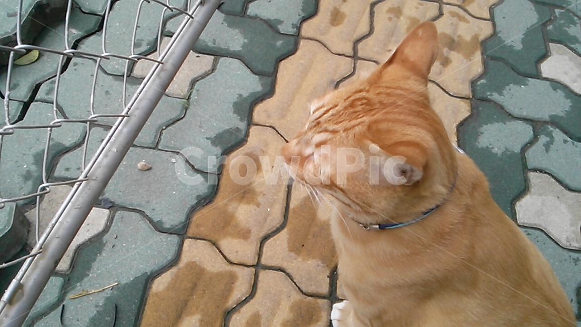철조망,보도블럭,고양이,길고양이,wirefence,fence,constructionwork,precastpavers,cat,kitty