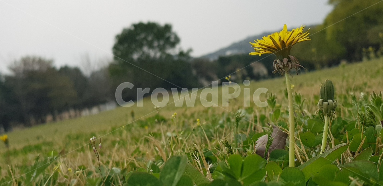 민들레,잔디,봄꽃,꽃,배경