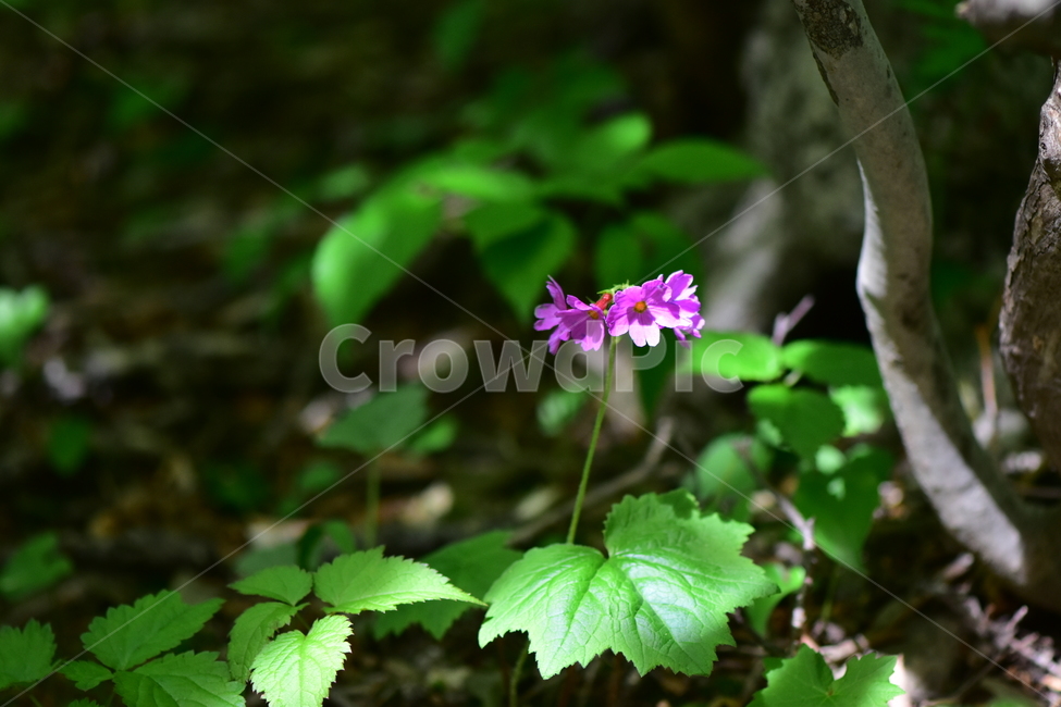 큰앵초,야생화,생태,식물,꽃,자연,힐링,플라워,wildflower,flower,plants,nature,season,감성,느낌,emotion,feeling,초본