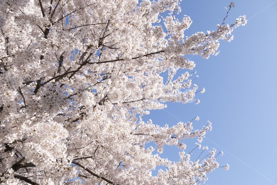 벚꽃,봄,봄꽃,하늘,맑음,블라썸,plant,식물,flower,꽃,blossom
