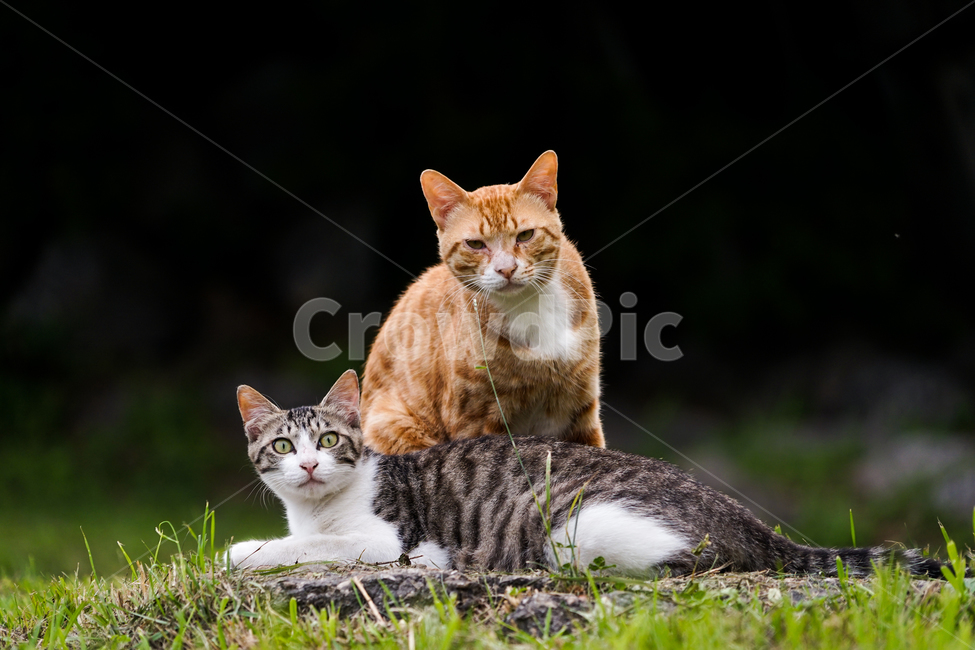 고양이,동물,포유류,길냥이,cat,animal,pet,동물,animal,포유류,mammal,고양이,cat,kitten,kitty