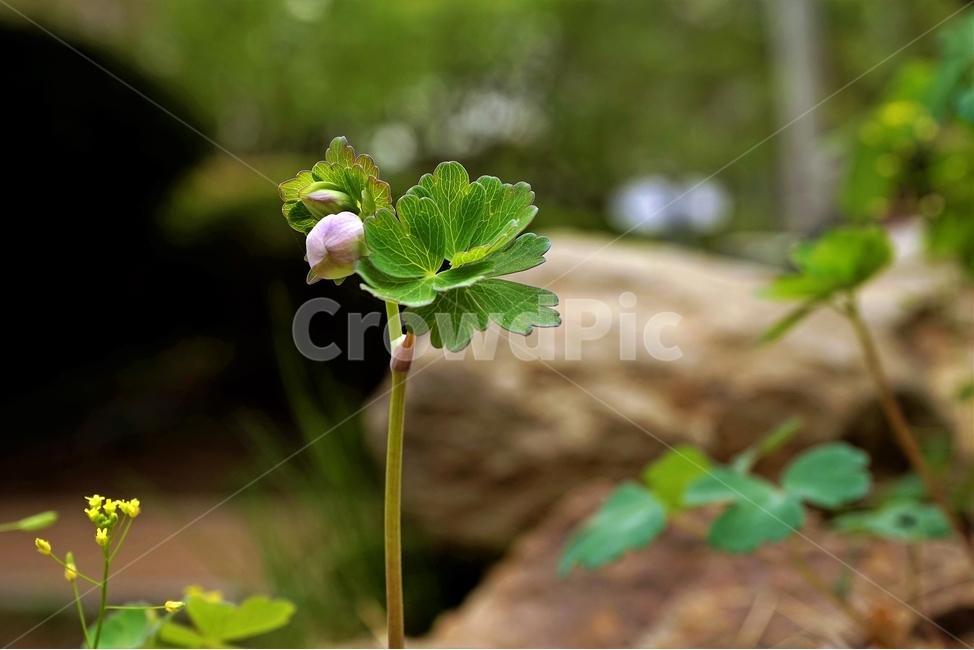 매발톱꽃,꽃,columbine,buds,leaves,beforeflowering,미나리아제비과,식물,자연,plants,nature,꽃,flower