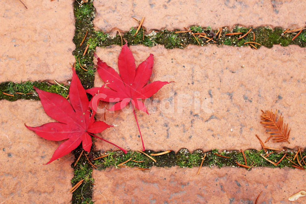 leaf,잎,plant,식물,낙엽,단풍잎,가을,붉은,가을,계절,fall,autumn,season