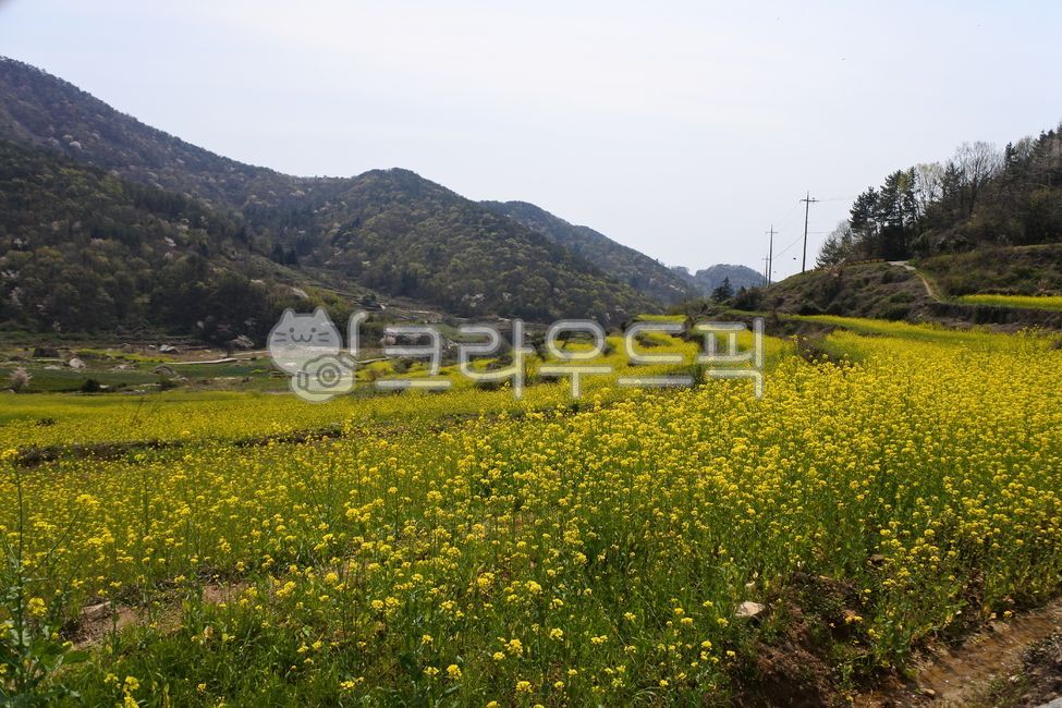 유채꽃,남해,두모마을,봄,봄꽃,rapeblossoms,namhae,봄날,꽃,노란꽃,spring,flower,field,들,nature,자연,rural,시골의,outdoors,옥외