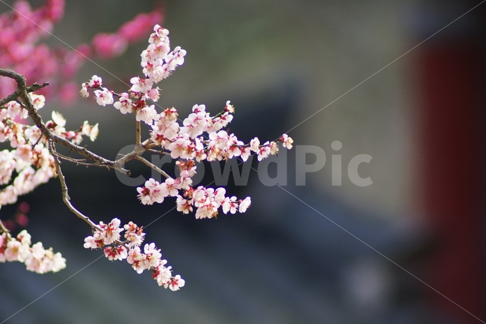 통도사,홍매화,사찰,한국사찰,봄,봄소식,꽃,매화,봄,계절,spring,season,식물,자연,plants,nature,꽃,flower,plant