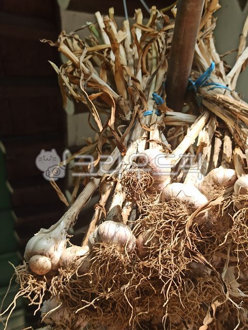 마늘,마늘수확,마늘재배,농작물,채소,농산물