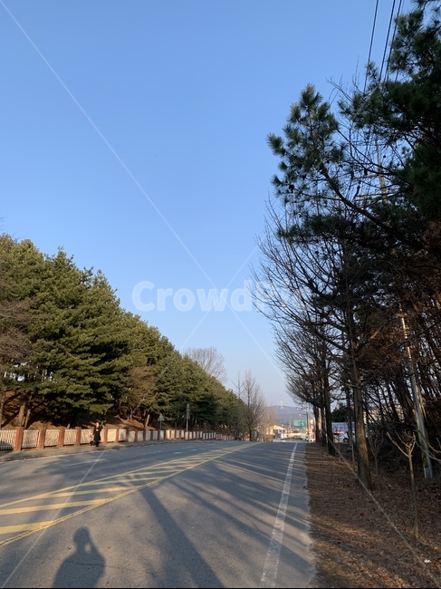 도로,나무,걷다가,길,걷기,시골,road,tree,겨울,푸른하늘