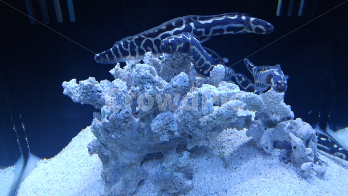 아쿠아리움,뱀,물고기,해양생물,물,water,수조,동물,animal,어류,물고기,fish