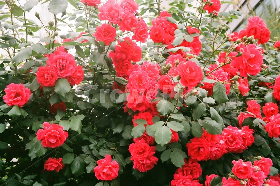 장미,꽃,식물,flower,rose,식물,자연,plants,nature,꽃,flower