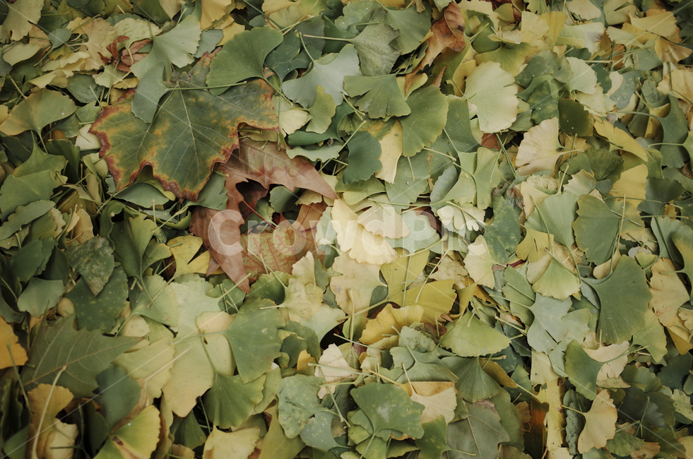 leaf,잎,plant,식물,낙엽,가을,fall,ground,바닥,walkway,인도,보도,green,초록,초록잎,가을,계절,fall,autumn,season,식물,자연,plants,nature