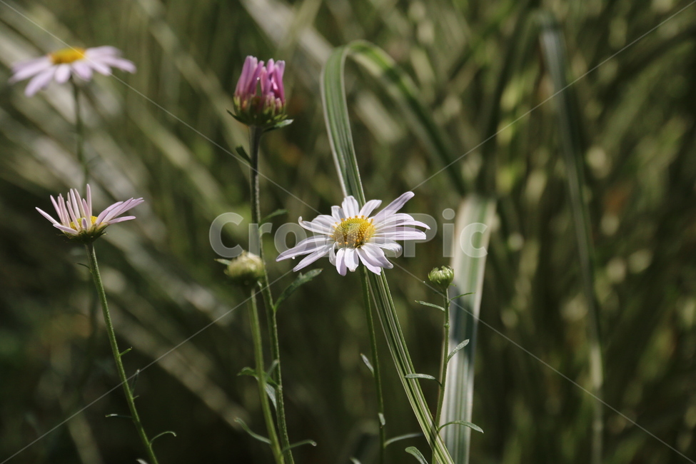 plant,flower,blossom,데이지,daisy,국화과,야생화,식물,꽃,국화,식물,자연,plants,nature,꽃,flower