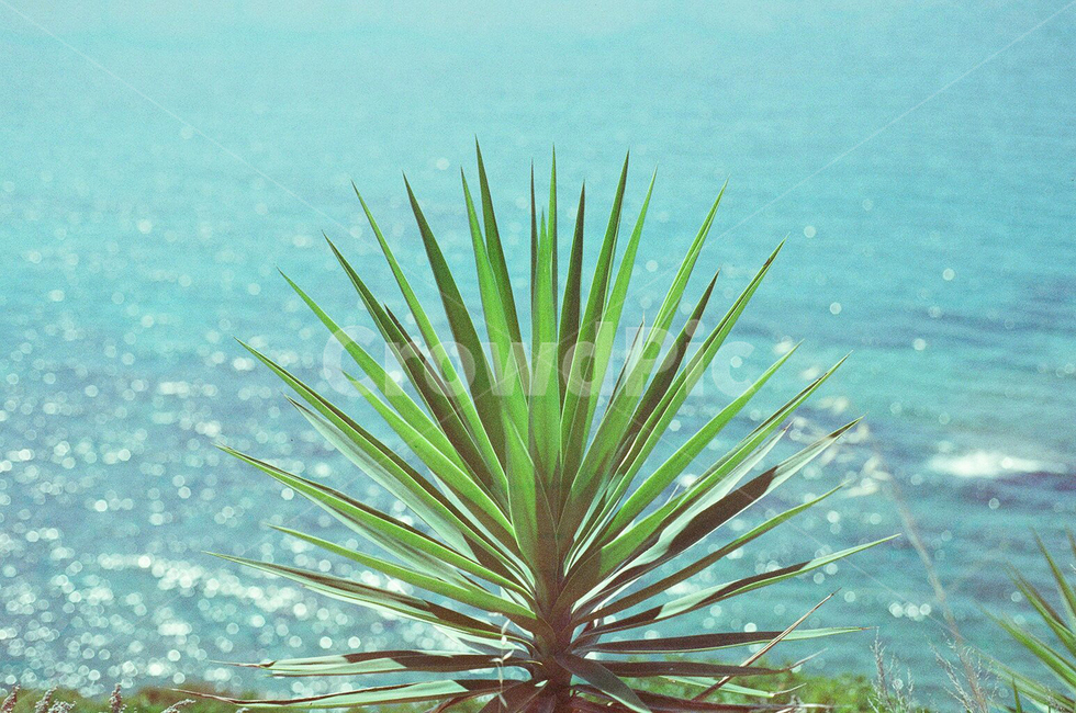 자연,바다,에메랄드,필름사진,야자수,색감,필름,식물,자연,plants,nature,감성,sensible,feeling