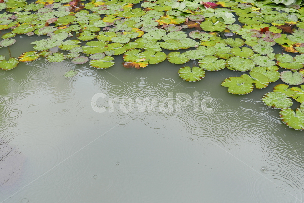 연잎,비,연못,식물,자연,비오는날,rain,rainy,plants,nature