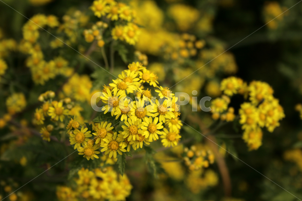 소국,국화,가을,꽃,flower,식물,자연,plants,nature,꽃,flower
