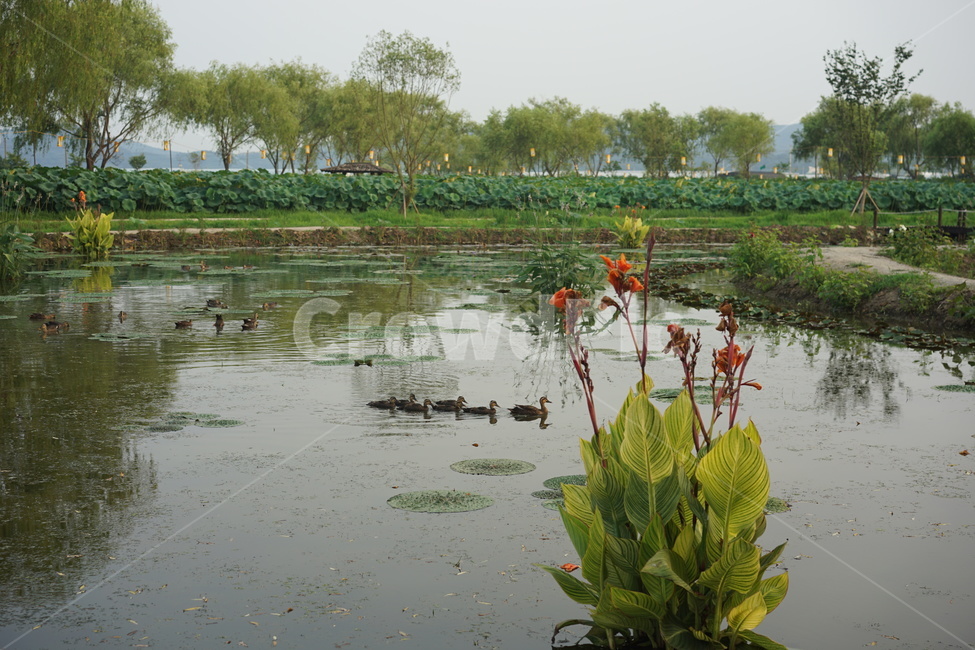 오리,아기오리,오리떼,연못,오리들,자연,풍경,nature,landscape,동물,animal,조류,새,birds,land,땅,outdoors,옥외,water,물,swamp,늪,marsh,습지,bog,변소