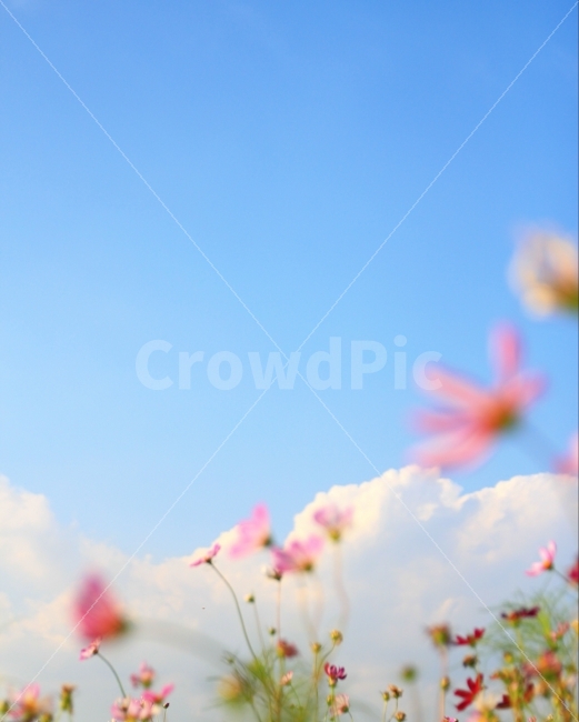 하늘,구름,코스모스,가을,꽃,가을,계절,fall,autumn,season,식물,자연,plants,nature,꽃,flower,감성,sensible,feeling,blossom,petal,꽃잎,plant