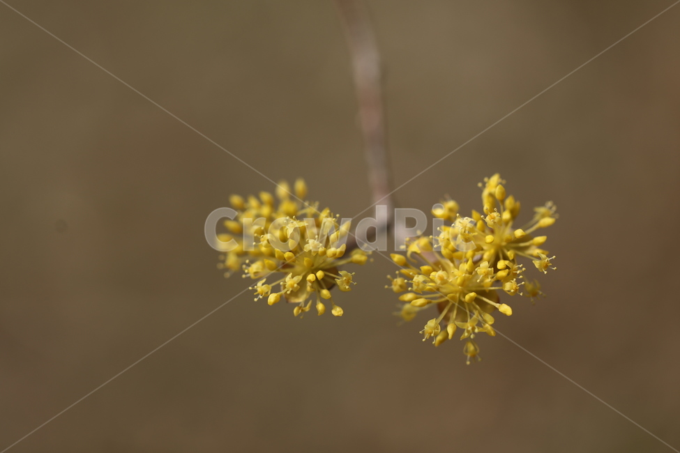 산수유,꽃,산수유꽃,산수유열매,봄꽃,봄,corni,자연,식물,자연,plants,nature,꽃,flower
