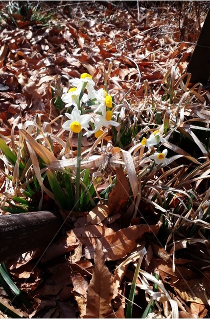 가을,흰색꽃,자연,white,flower,식물,자연,plants,nature