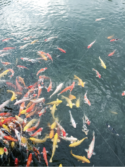 연못,물고기,잉어,붕어,자연,물,물결,물고기먹이,알록달록,수면,water,fish,비단잉어,carp,잉어연못,어류,물고기,fish