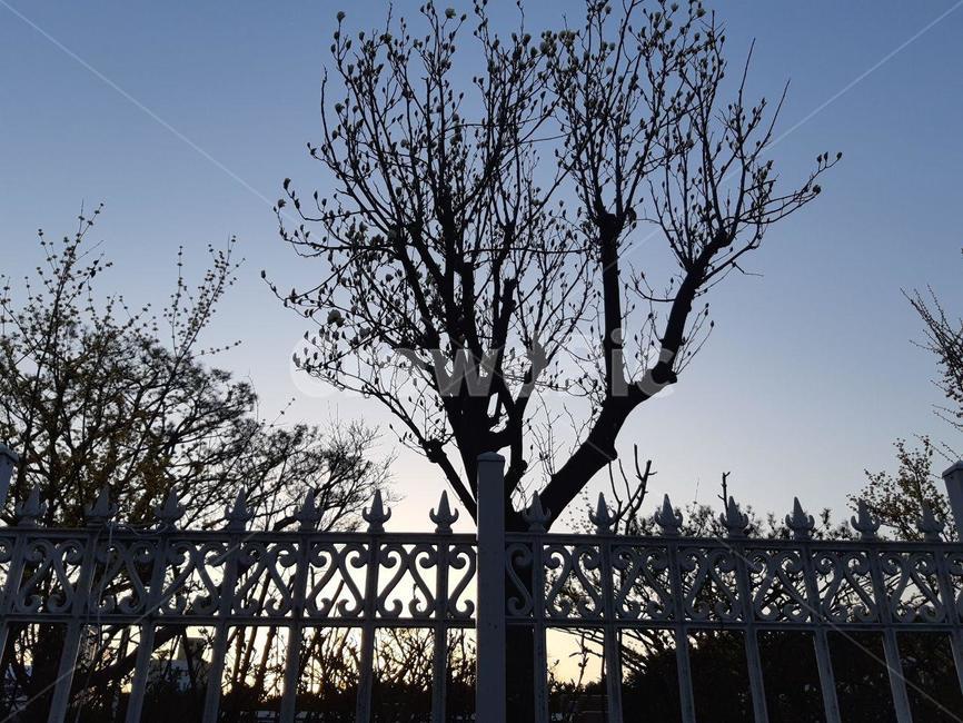 나무,저녁하늘,tree,sky,울타리