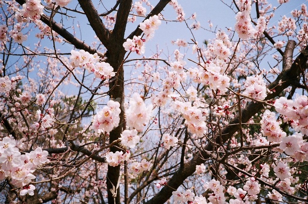 벚꽃,꽃,행복,분홍,식물,나무