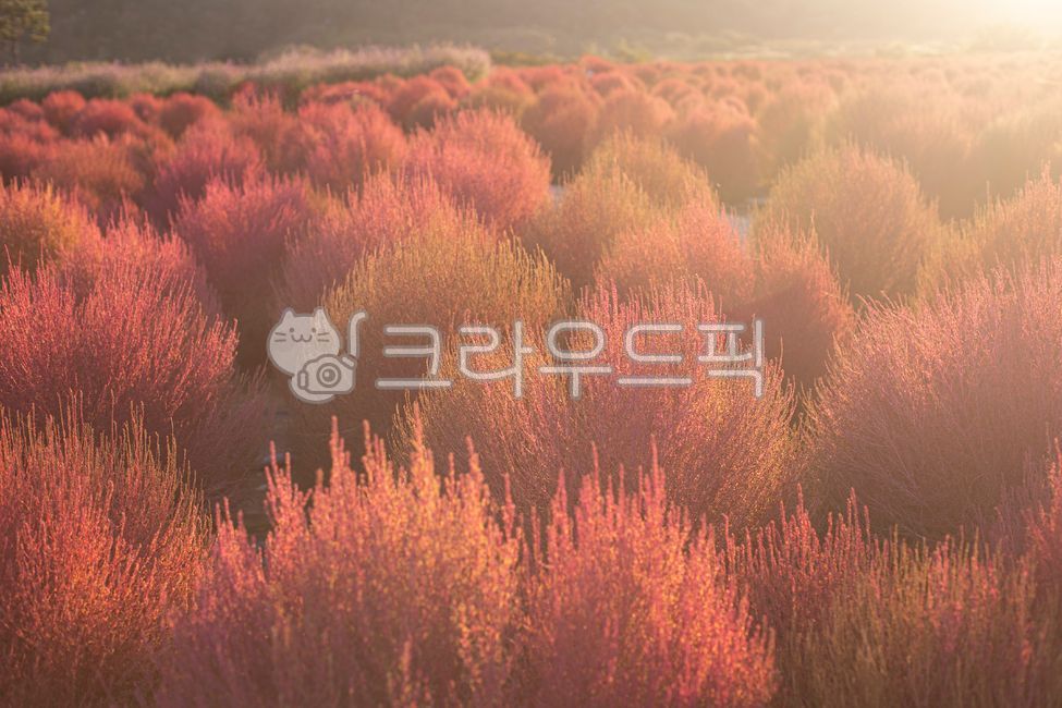 댑싸리, 코키아, 댑싸리밭, 가을, 공원, 사진,이미지,일러스트,캘리그라피 - natsu u작가