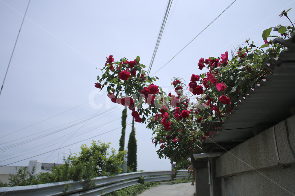 flower,꽃,rose,장미,plant,식물,red,빨간,빨강,빨간장미,redrose