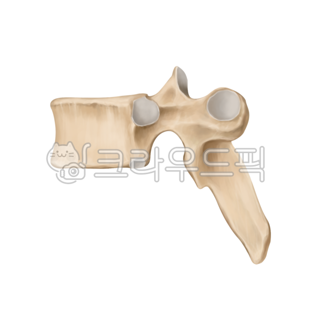 허리,허리뼈,요추,골반,갈비뼈,어깨,견갑골,척추,흉추,꼬리뼈,spine,lumbarspine,pelvic,illiac,rib,scapular,surgery,neurosurgery,orthopedic,bones,humanbones,skeleton,medicalillustration,thoracicspine