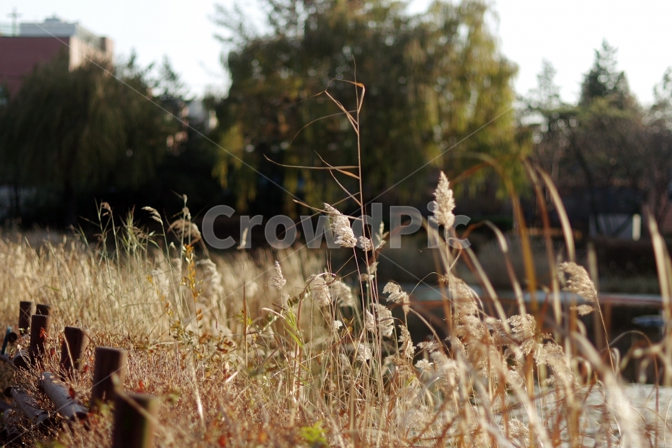 가을,fall,autumn,갈대,버들,공원,고독,감성,흔들림,바람,wind,쓸쓸함,고독함,외로움,감성사진,가을,계절,fall,autumn,season,식물,자연,plants,nature,plant,grass,잔디,lawn,reed