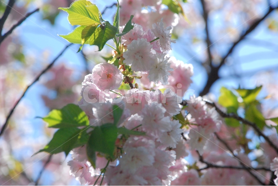 꽃,봄,식물,자연,벚꽃,겹벚꽃,봄,계절,spring,season,식물,자연,plants,nature,꽃,flower,plant,blossom