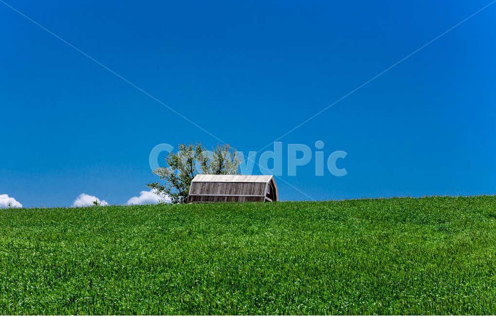 청보리,하늘,풍경,감성,공원,오두막,구름,느티나무,동산,자연,풍경,nature,landscape,outdoors,옥외,building,건물