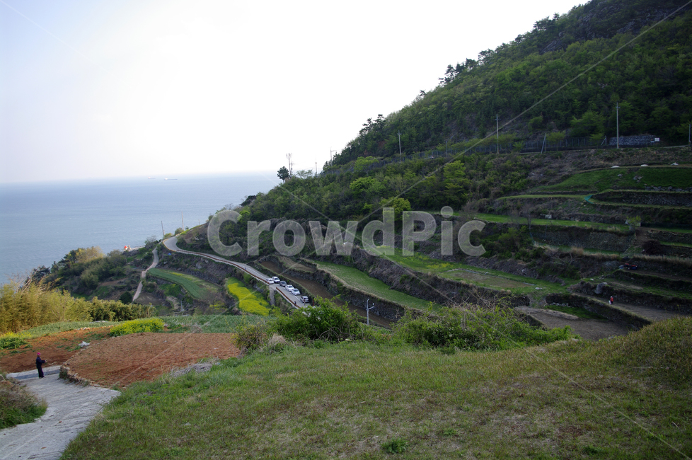 남해,다랑이,풍경,나무,바다,논,자연,풍경,nature,landscape,slope,경사,outdoors,옥외