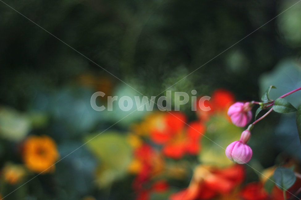후크시아,꽃,꽃봉오리,자연,식물,잎,nature,flower,plants,빛,나무,가지,야생화,색채,색감,색상,따스한,감성사진,꽃밭,colorful