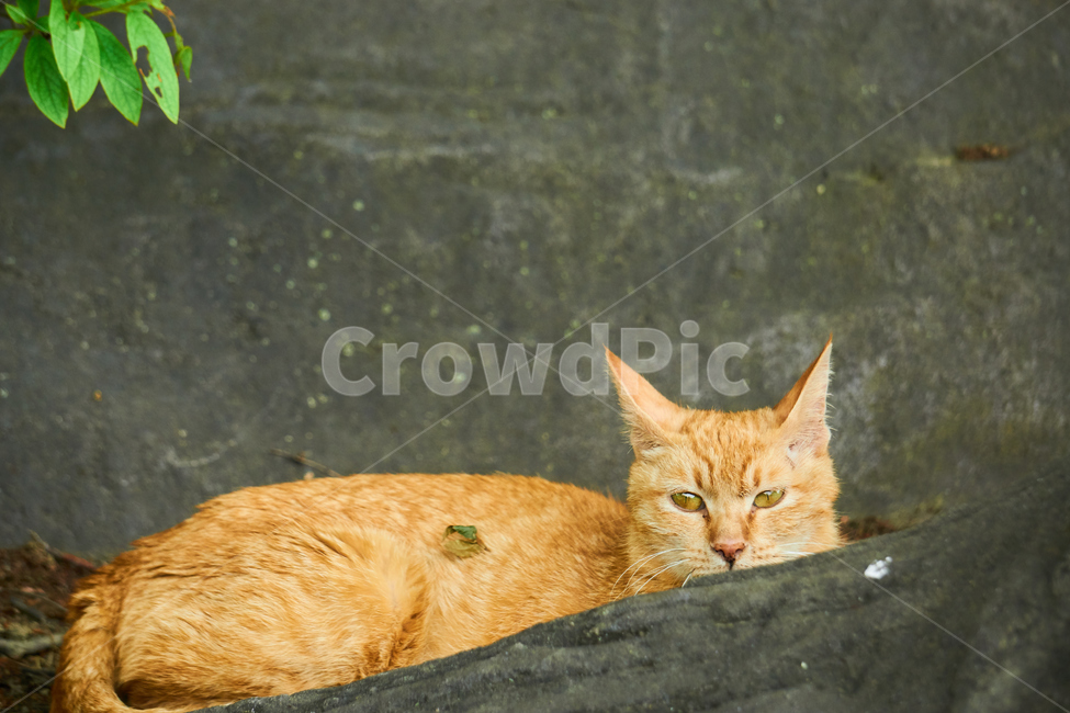 고양이,cat,동물,애완동물,길냥이,야생동물,pet,동물보호,animal,nature