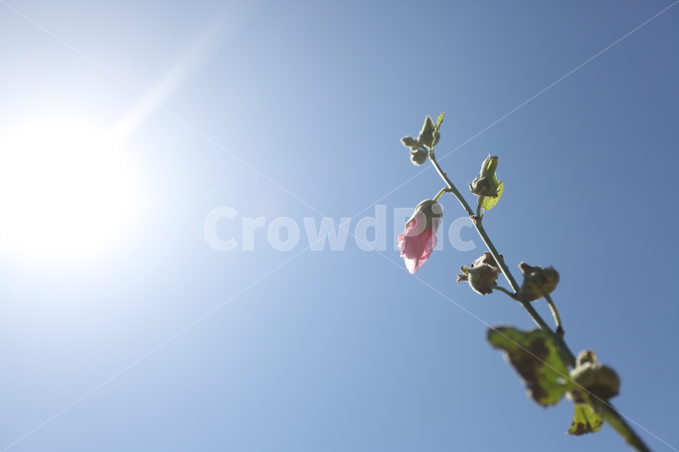 꽃,flower,풍경,landscape,역광,실루엣,backlight,자연,생동감,fresh,nature,감성,sky,하늘,식물,plant,식물,자연,plants,nature,꽃,flower