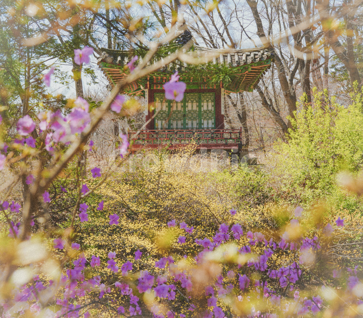 palace,green,azalea flower,warmth,Palace,Brightness,yellow,spring scent,Azalea,flower,spring,spring flowers,seoul,Seoul Palace,Changdeokgung Palace