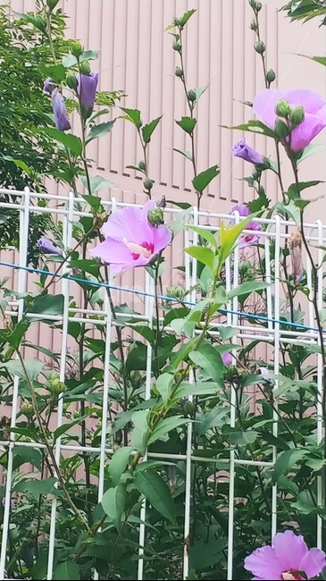 무궁화,골목길,꽃,우리나라국화,꽃봉우리,무궁화나무