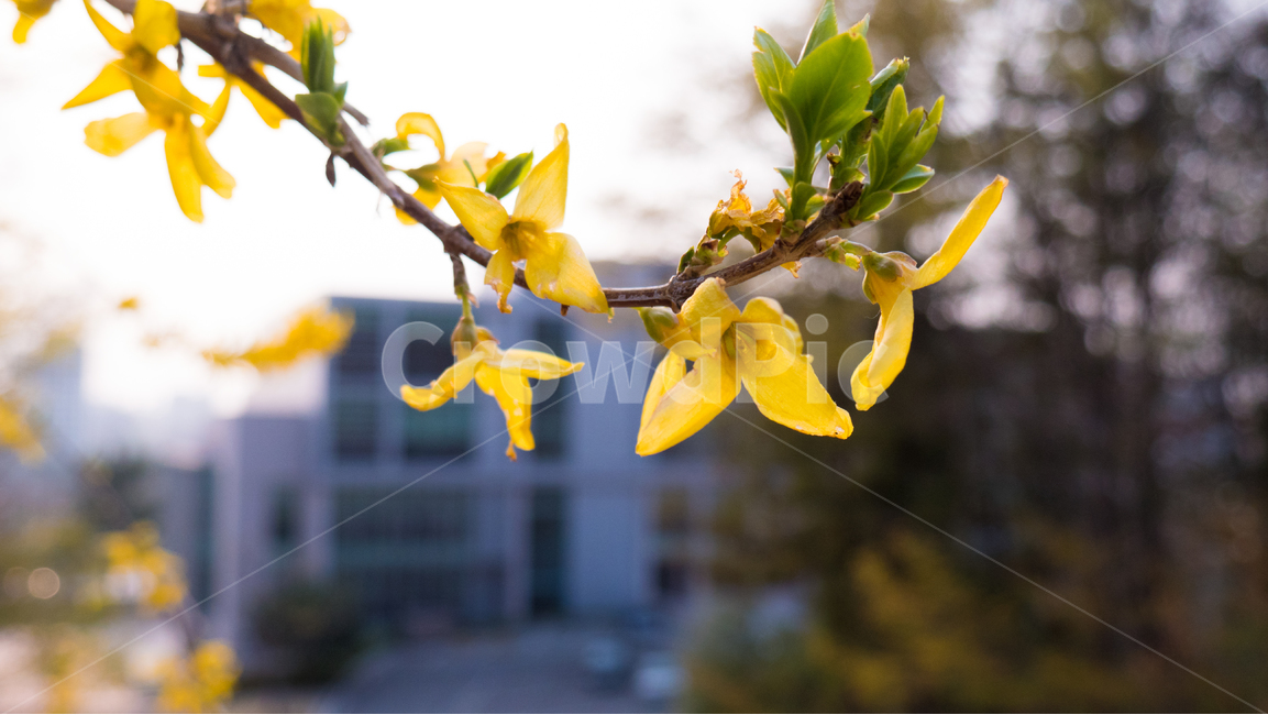 plant,식물,꽃,꽃잎,개나리,forsythia,봄,식물,자연,plants,nature,꽃,flower