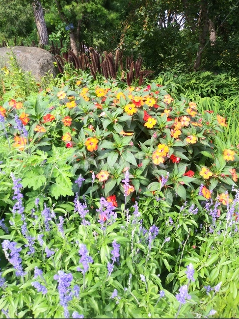 꽃,flower,blossom,식물,plant,식물,자연,plants,nature,꽃,flower