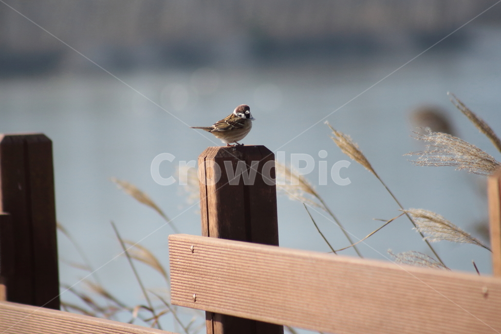 bird,animal,sparrow,참새,동물,작은새,동물,animal,조류,새,birds