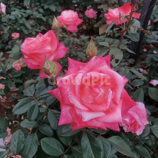 장미,분홍장미,핑크장미,핑크로즈,꽃,장미꽃,꽃밭,식물,자연,plants,nature,꽃,flower
