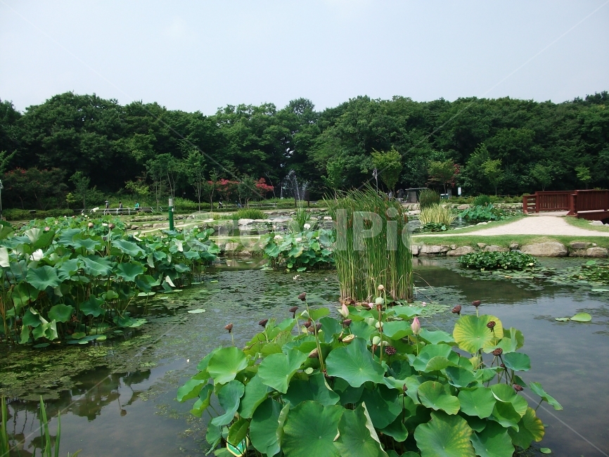 연꽃,함양군,상림,풍경,자연,자연,풍경,nature,landscape,한국자연풍경,한국자연경관,korea nature landscape,plant,식물,lily,백합,blossom,꽃,flower