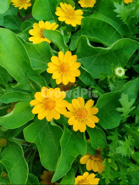 멜람포디움,melampodium,식물,노란별꽃,노란색꽃,국화과