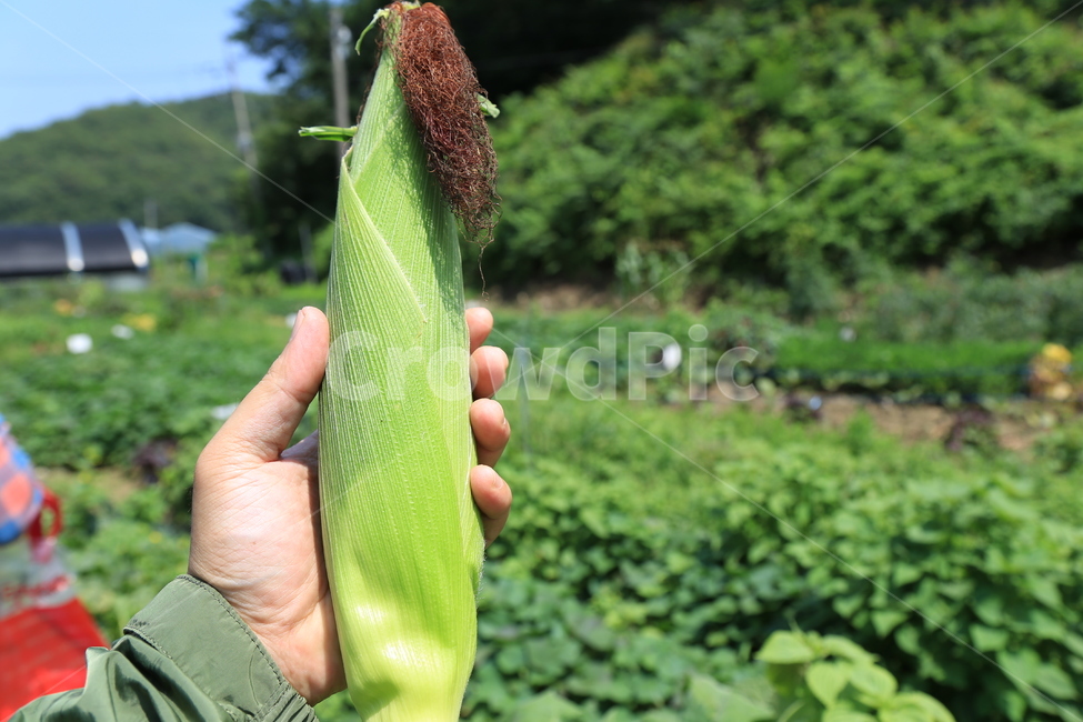 텃밭,주말농장,옥수수,수확,추수,옥수수수염,초록색,farm,farming,corn,harvest,유기농,organic,사람,인물,인간,human,person,신체일부,몸,body,곡류,곡식,cereals