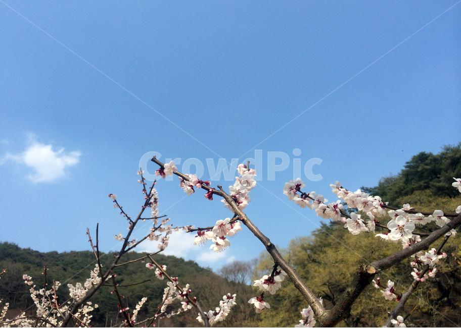 매화꽃,꽃,봄,flower,blossom,spring