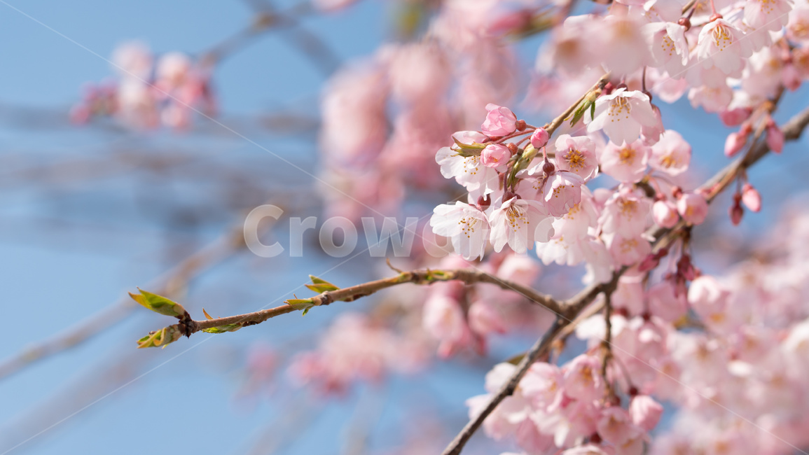 벚꽃,봄꽃,꽃,계절,season,봄,spring,cherryblossoms,꽃축제,봄날,화려한,예쁜,가로수,자연,벚꽃축제,수수한,나무,연분홍색,핑크색,바탕,공원,정원,봄하늘,flower,nature,garden,beautiful
