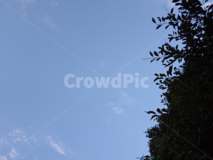 하늘,파랑,구름,나무,초록,blue,green,sky,cloud