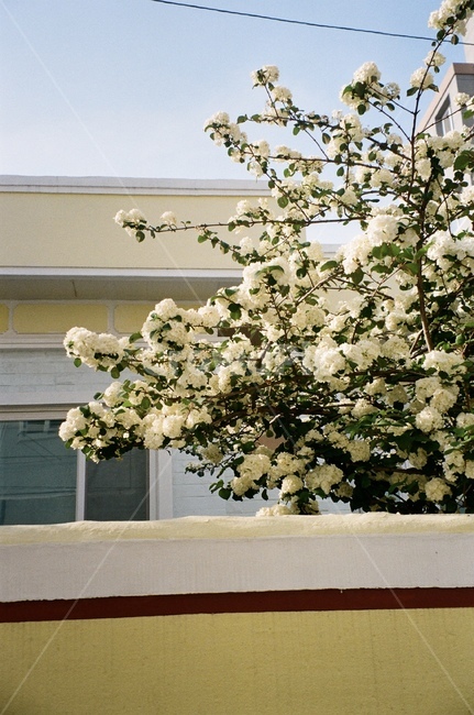 꽃,하늘,담벼락,창문,봄,spring,flower,나무